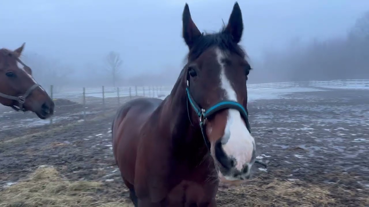 A Morning with Horses ￼