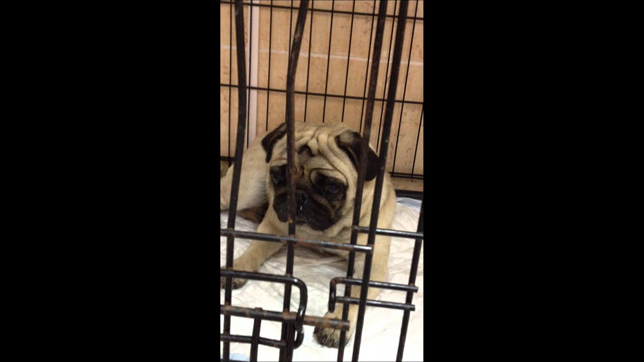 Некротический менингоэнцефалит мопсов