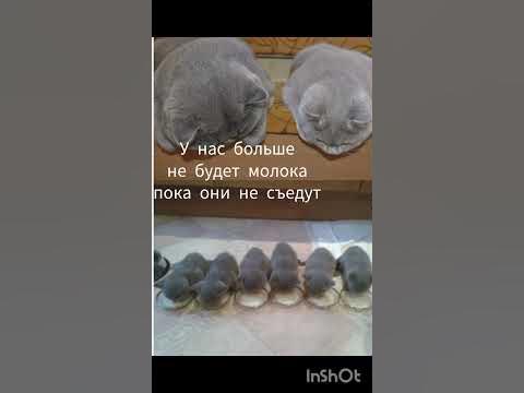 Их много,они...ГОЛОДНЫЕ! ОЧЕНЬ ГОЛОДНЫЕ! - YouTube