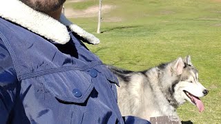 dog alaskan malamute  كلاب ألاسكا مغربي في أمريكا??