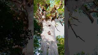 Tane Mahuta: Discovering New Zealand's Largest Kauri Tree