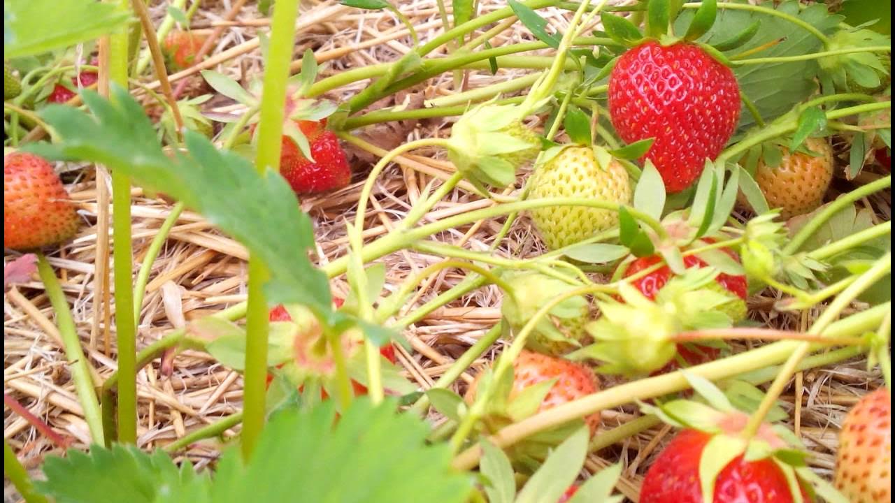 Земляника Шарлотта 1 шт, ремонтантный сорт клубники с эталонным вкусом, ОСП