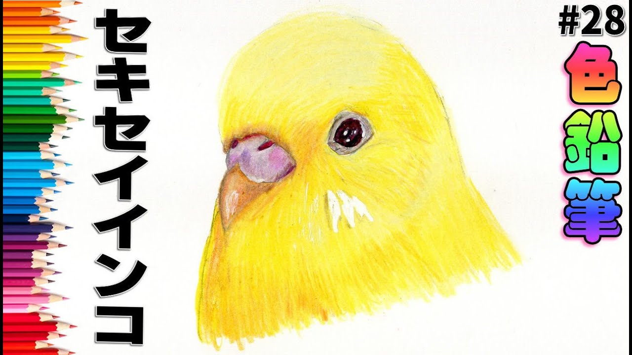 セキセイインコ ひまわり イラスト 原画 セキセイインコ ひまわり イラスト 原画 セキセイインコ