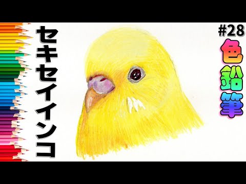 描く‼️　手書きイラスト　モヒカンデザインインザカラフル。 色鉛筆画・絵】セキセイインコ・ルチノー｜Beginner colored