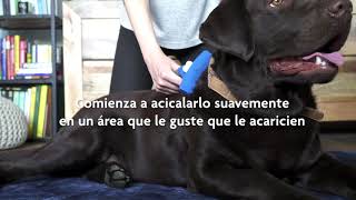 FURminator® | Cómo asear a su perro