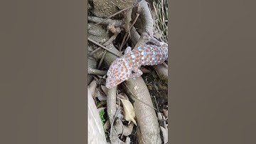 tắc kè ở trên cây cảnh #tokaygecko #geckoleopardo #gecko