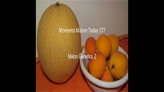 Momento Malum Today Episode 177 Melon Genetics 2