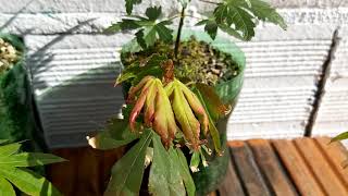 Arce Palmatum & Cultivares Caracteristicas & Cuidados