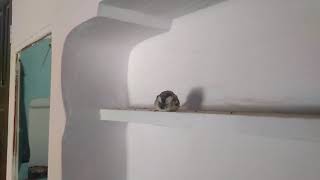 A Person Who Torture The Little Bird