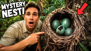 Finding a MYSTERY Nest on My Property! 