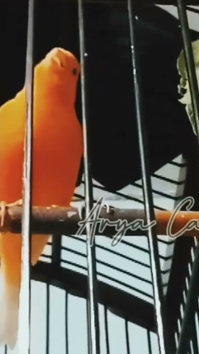 KENARI GACOR NGEDUR DURASI PANJANG | kenari Tak Ingkar Janji masteran kenari #shorts  28