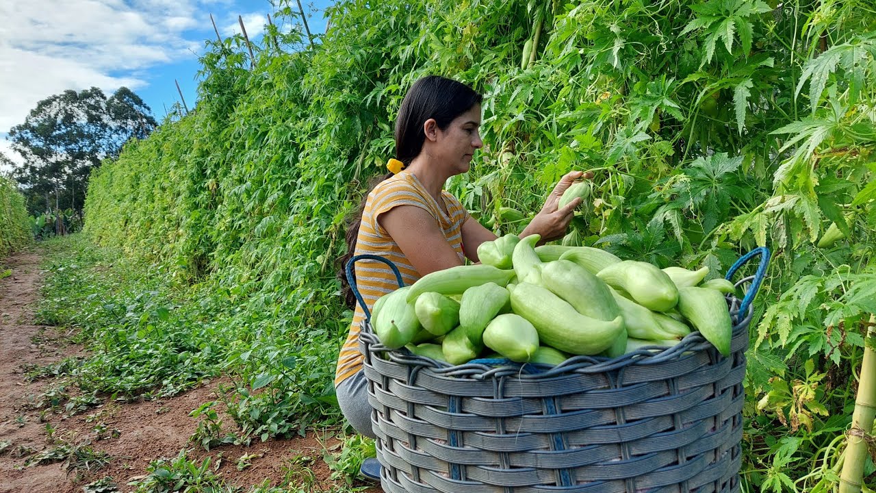 Maxixe Fofo ou do Reino, 03 formas incríveis de preparo- GRAVADO Em JULHO