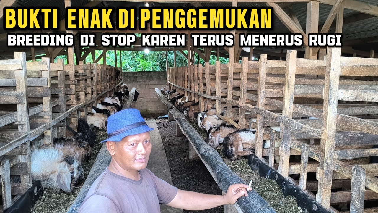 Endik farm: 5 bulan untung 150 juta penggemukan kambing 100 ekor