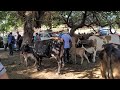 Vacas Paridas 🐄😒 en El Tránsito San Miguel El Salvador On
