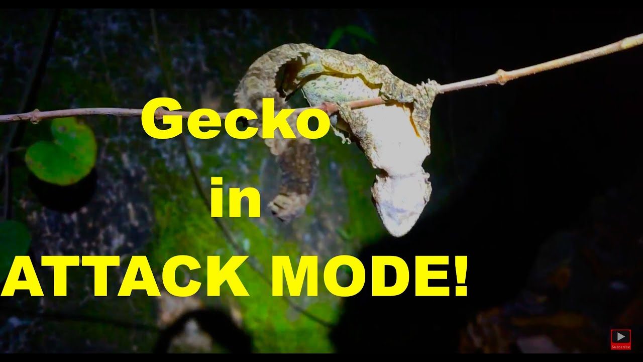 Attack Gecko When GECKOS ATTACK! - Thailand Living - YouTube