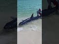 Why are these People throwing the shark out? #fact #reels