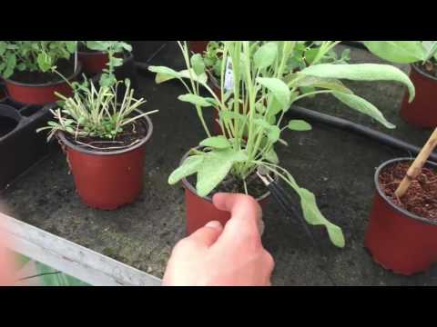 Obrir vídeo del jardiner (miniatura)