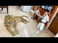 Fake tiger prank on kunali and oreo 