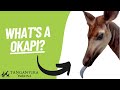 Have you heard of the Okapi? #endangered #endangeredspecies #coolanimals #funfacts