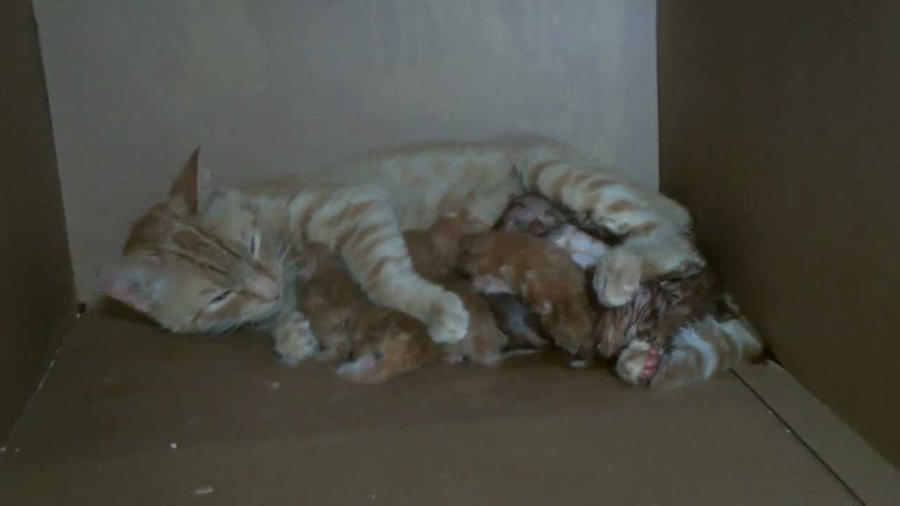 Cat gives birth to kitten # 7 and eats the placenta - YouTube