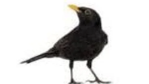 Bye Bye Blackbird   -   Nancy Mroczek PhD
