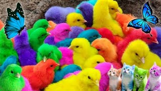 Ayam Warna warni, Menjelajahi Dunia Ayam Lucu, Bulu Warna warni, Ayam, Telur, Kelinci,Hewan Lucu 🐤🐤