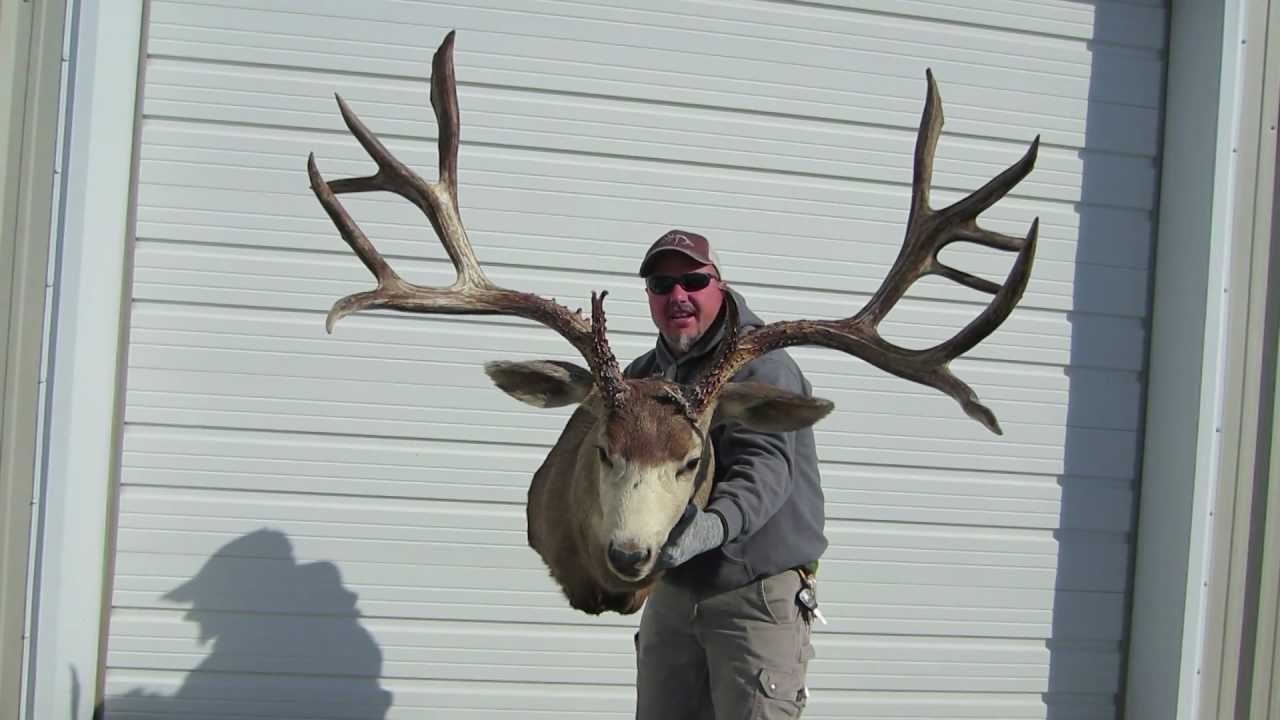 Huge 235" Mule Deer Buck from the Antlerman - YouTube - 1280 x 720 jpeg 73kB