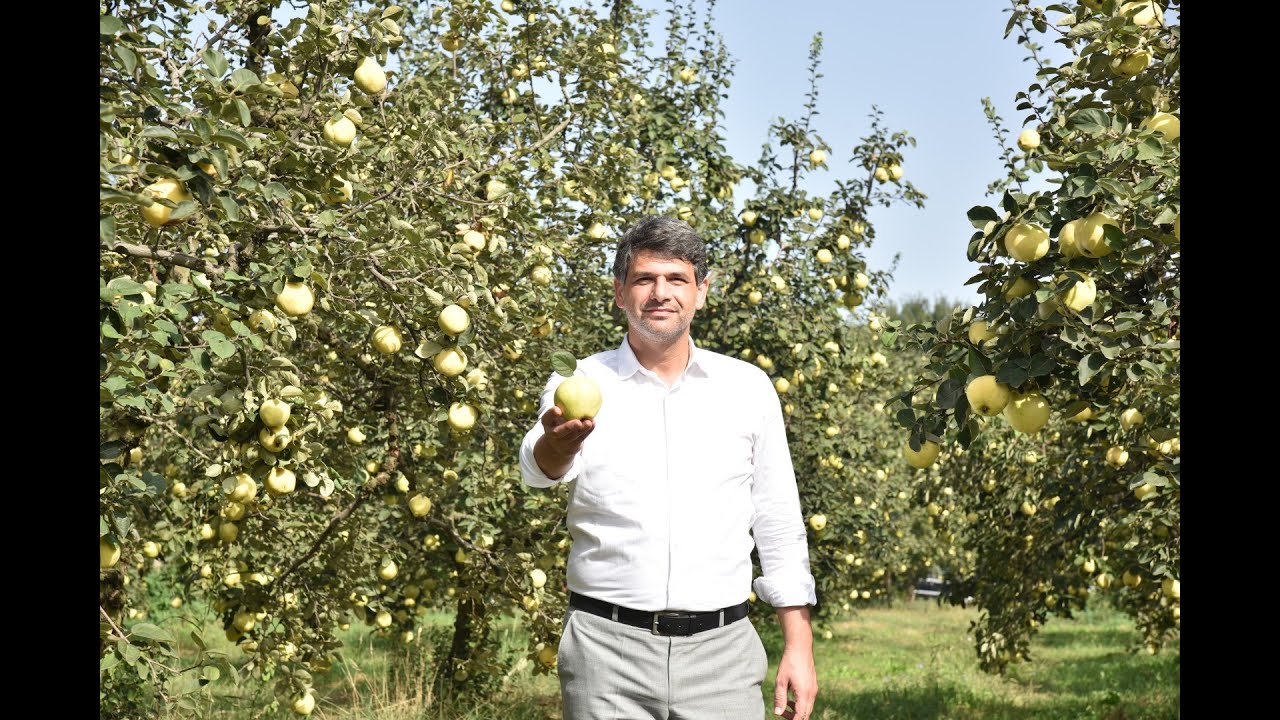 EŞMA AYVASI #EşmeAyvası