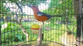 MERANGSANG BURUNG EMOSI DAN BIRAHI AGAR MAU BUNYI ANIS MERAH BUNYI NGEPLONG TELERAN DIJAMIN MANJUR!!