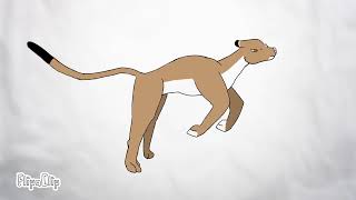 Cat run loop