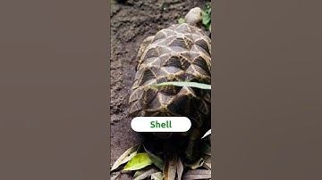 🐢 The Mysteries of the Turtle Shell 🐢