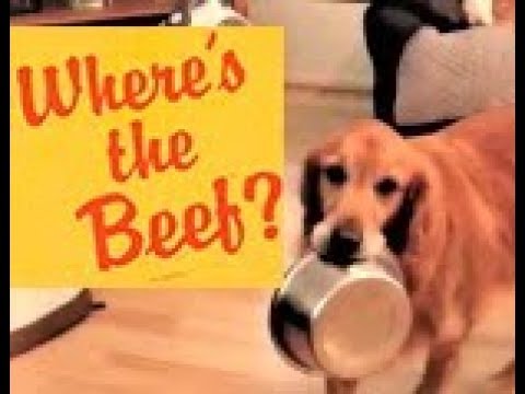 funny-golden-retriever-puppy-dogs-are-hungry-for-beef!