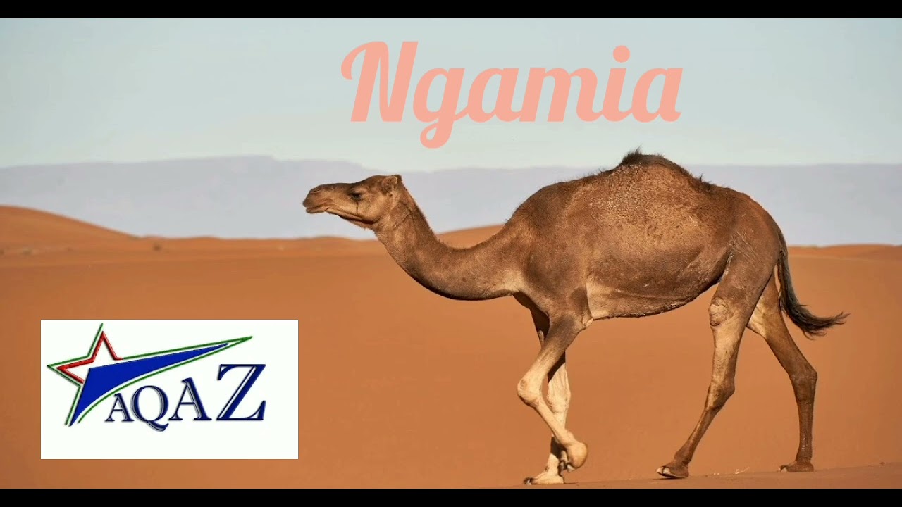 Qadiria chozi la  ngamia ust  salum rashid     Audio .....   sd