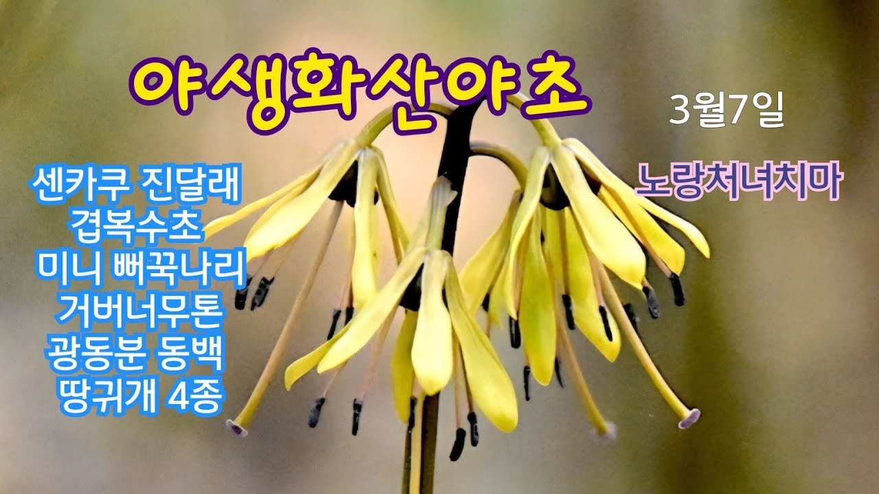 야생화산야초#토종산솜방망이#흑나리#흰색얼레지#연화승마#이스라지앵두#미니뻐국나리#앵초#한비앵#동백#이와우찌와