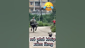 Cười sặc sụa với cún cưng đáng yêu #petsandghosts #funny #paranormal #animals #cute @Vunghiavlog