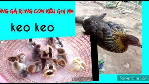 Suab me nguam qaib qug quaj , tiếng gà rừng con kêu gọi mẹ
