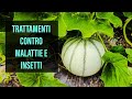 Combattere Malattie e Insetti nel Melone Retato