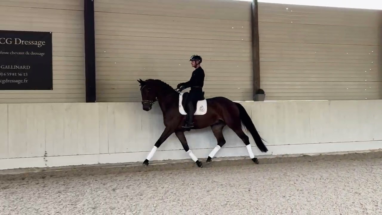 DRESSAGE HORSE FOR SALE - ROLEX - Gelding- Mephistoff DC / For Gribaldi - 2021 - Kwpn 