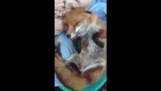That is one happy Fox ! Very Funny ! The best video  with Fox