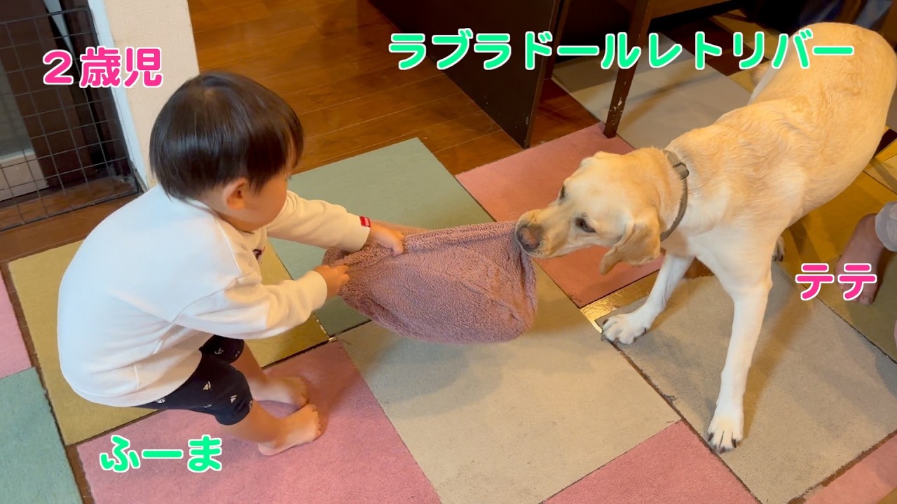 ラブラドール🐕 VS ２歳児👦　クライマックスが最高◎