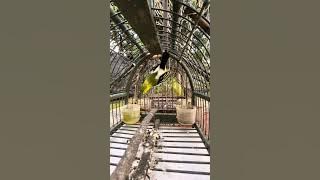 Suara pikat cak lilin sirtu cipoh cipow