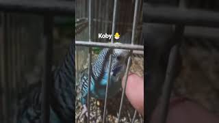 Parakeet #bird #avifauna #lovebird #parakeet #animal #birds