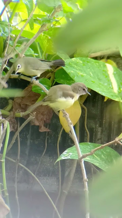 Cikrak bambu #aviary #aviarybirds #aviaryindonesia #pleci #plecimania #aviaryrooftop #cidenfarm