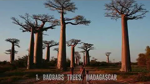 Top 10 Strange Trees of the World