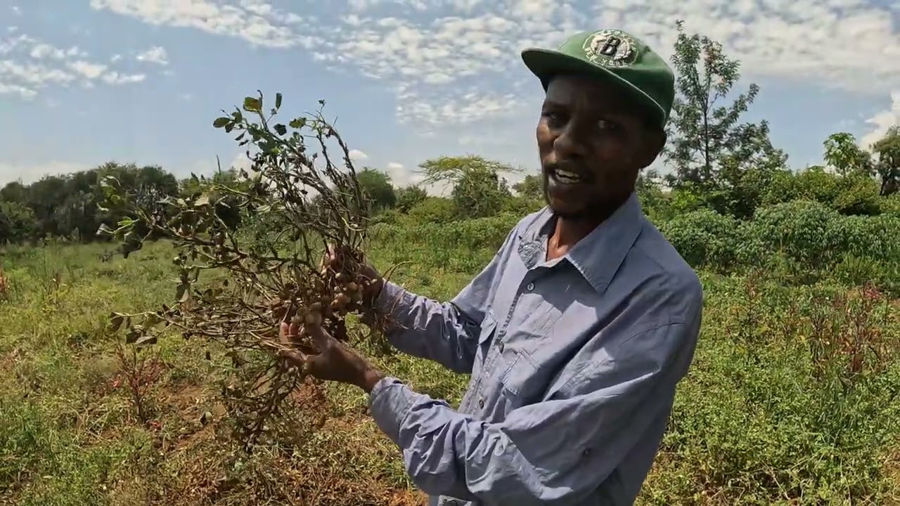 Peanut Harvest Made Easy: Step-by-Step Groundnut Harvest Guide!