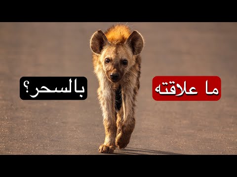 السحر و الضبع معلومات لأول مرة ستعرفها لماذا الضبع مخيف
