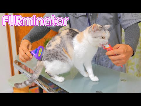 ファーミネーターで暑い夏に備えて体をスッキリさせた三毛猫【ネコ吉 FURminator】