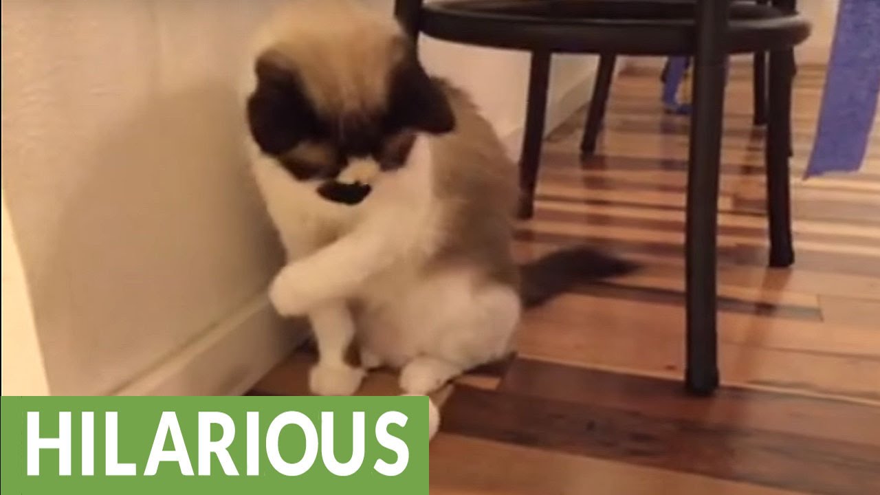 Cat And Owner Play Catch With Ping Pong Ball Youtube