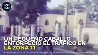 Un  pequeño caballo entorpeció el tráfico en la zona 11