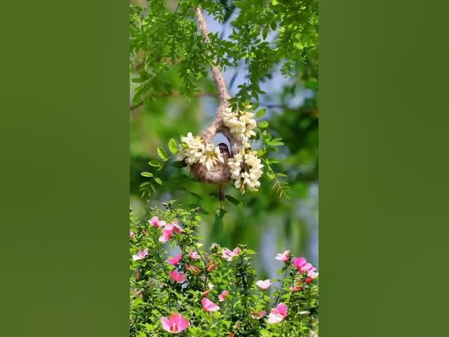 beautiful 🥰 nature status video with love 💞song #nature #shorts #natureshorts #status .